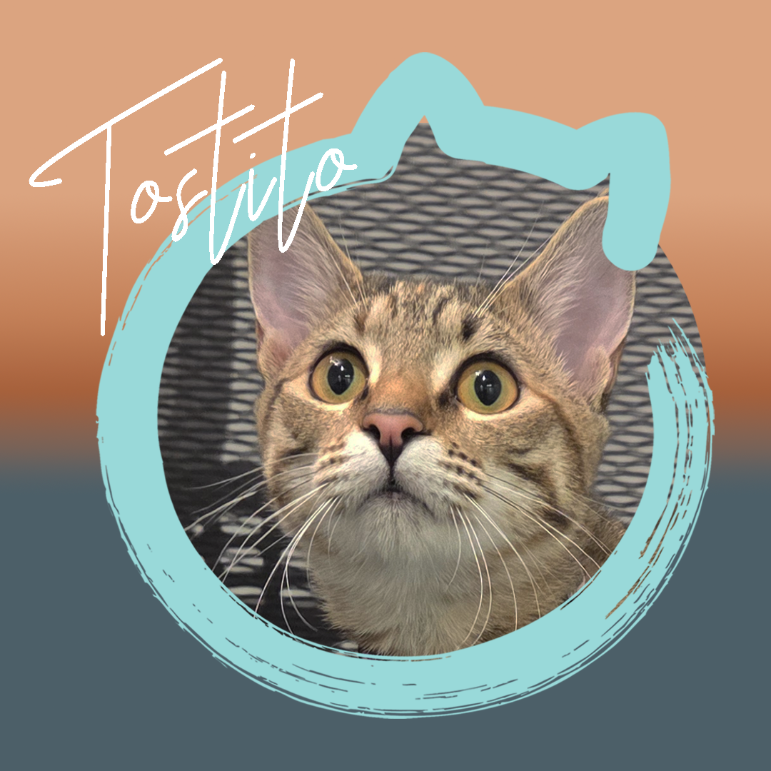 Tostito