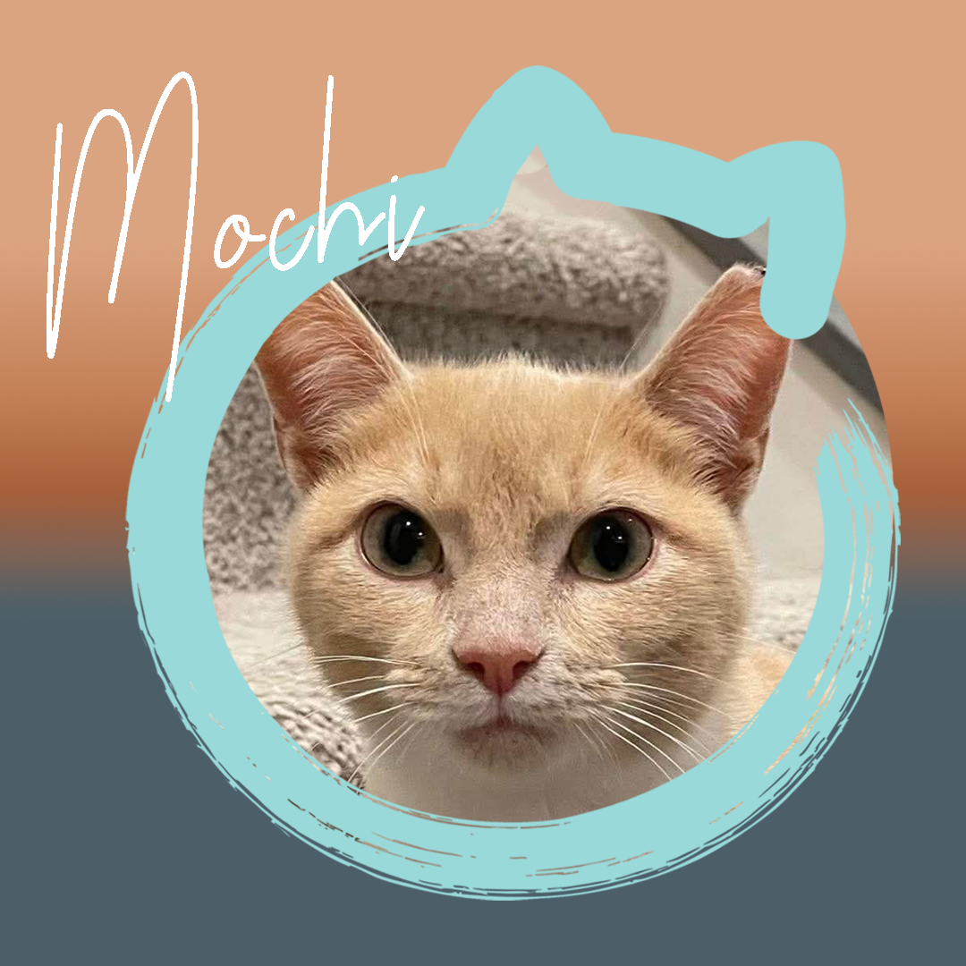 Mochi