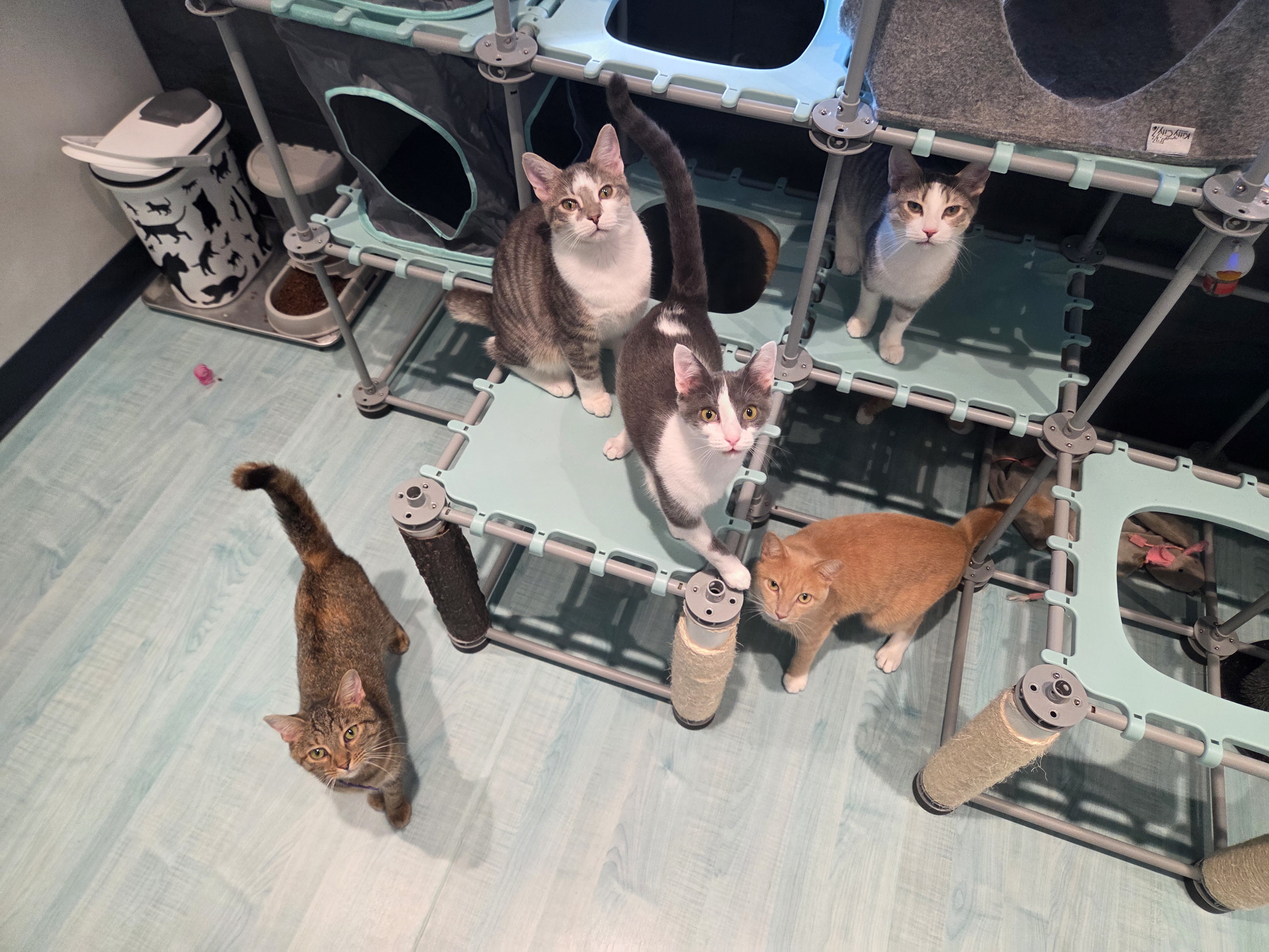 & kittens!