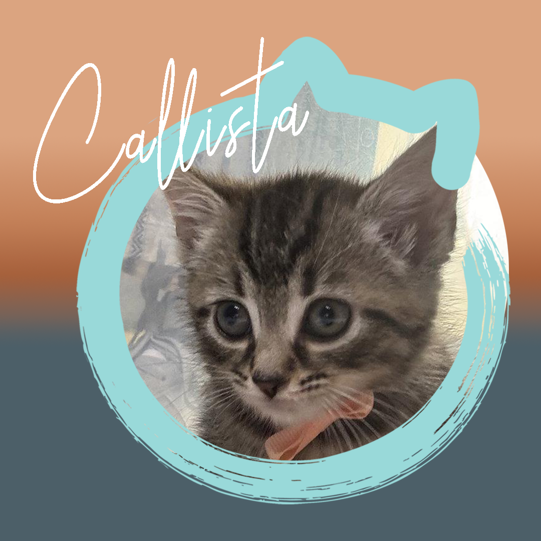 Callista