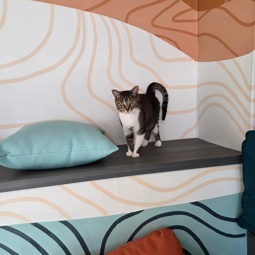 kitten klubhouse rules