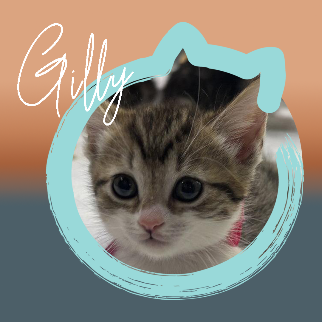 Gilly