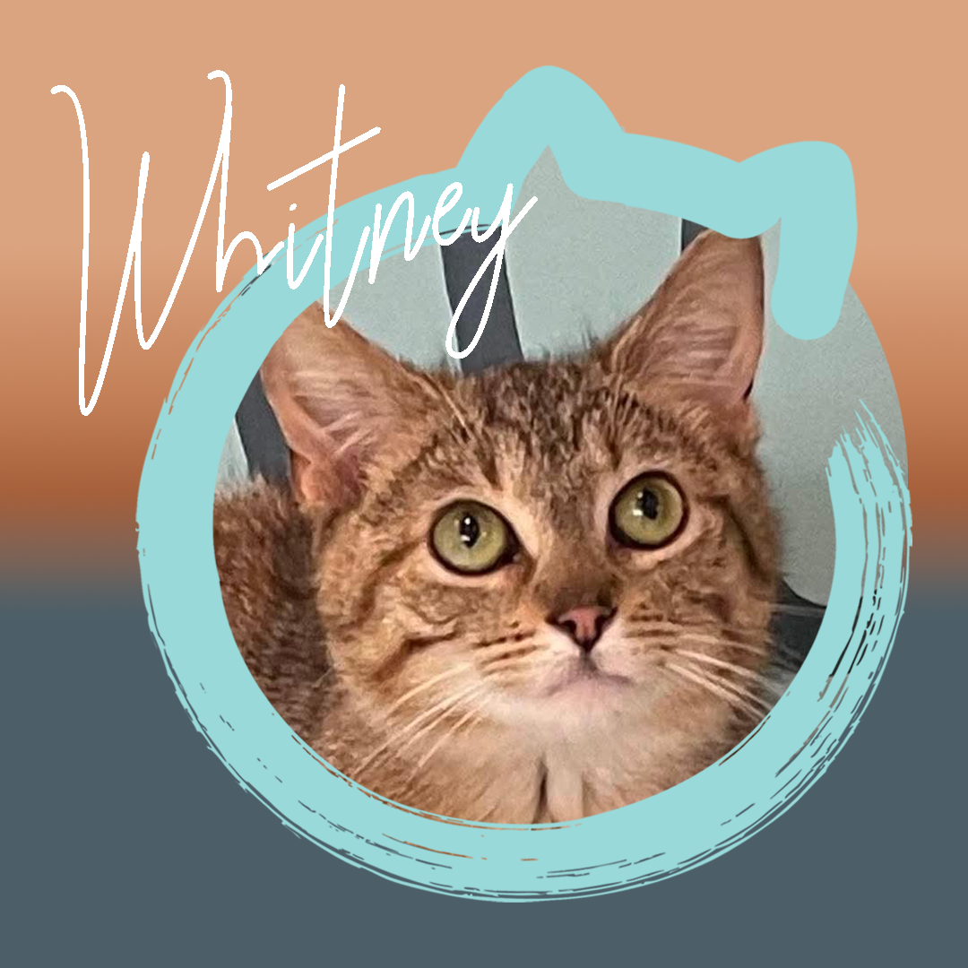Whitney