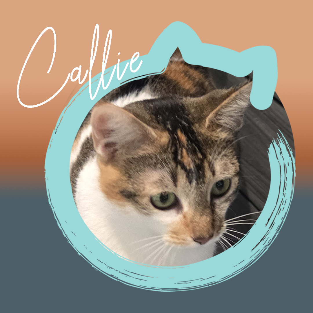 Callie