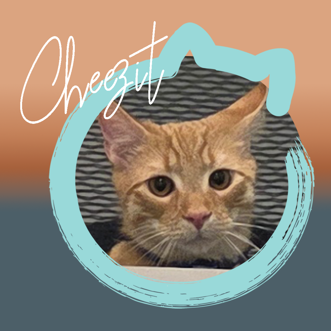 Cheezit