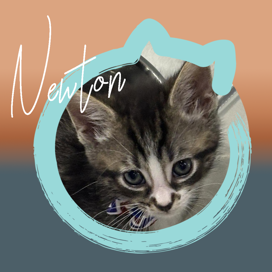 Newton