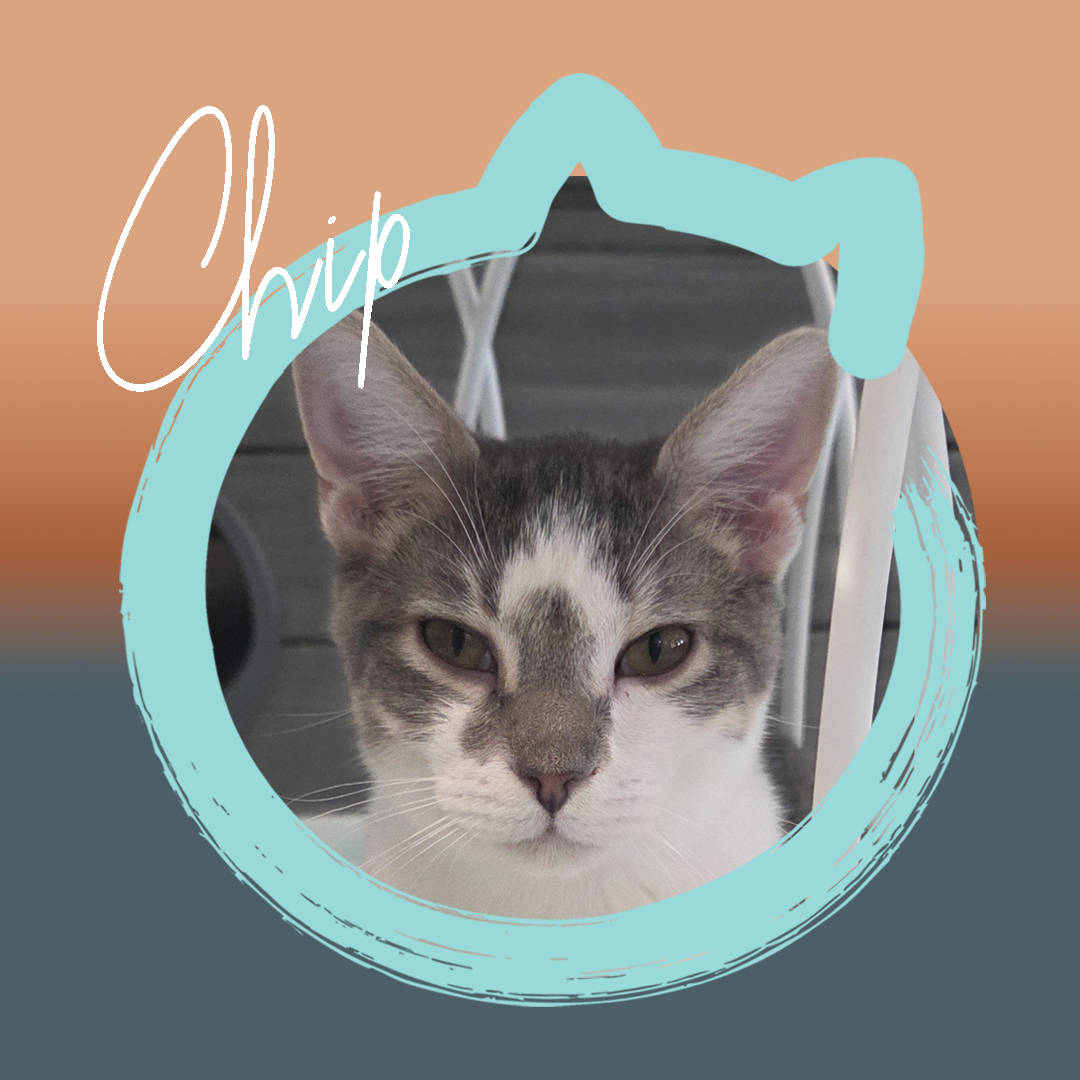 Chip