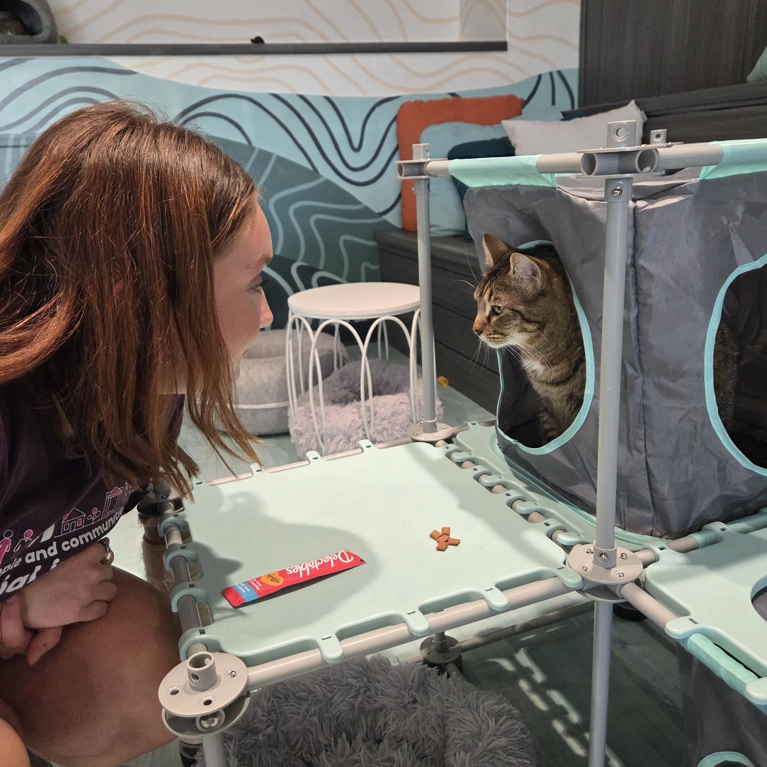 kitten experience